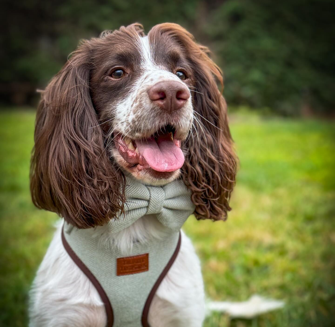 Green Premium Tweed Herringbone Dog Harness Full Set