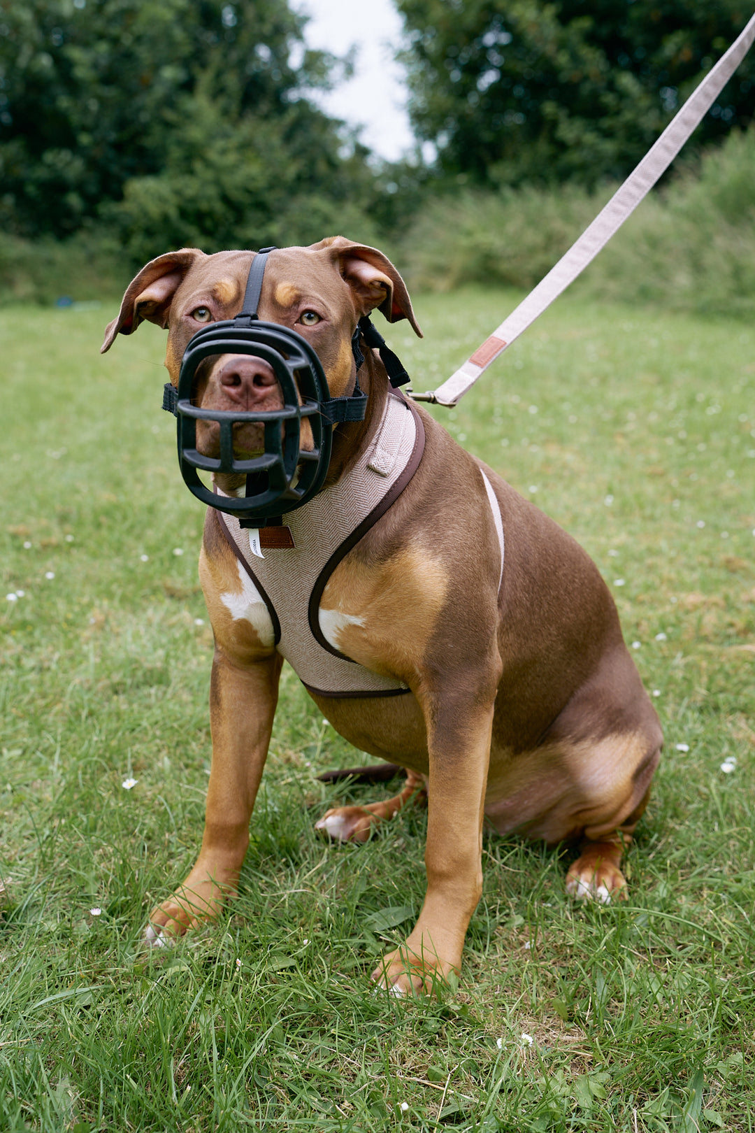 Brown Premium Tweed Herringbone Dog Harness Full Set